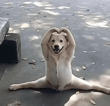 a dog making a heart shape with its paws