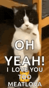 a black and white cat is standing on its hind legs and says `` yeah ! i love you too meatlova '' .