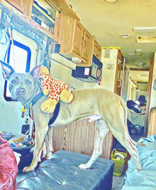 a dog with a stuffed animal on its back is standing in a camper