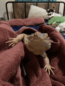 a lizard is wrapped in a pink blanket