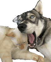 a dog and a cat are playing with each other with the dog sticking its tongue out