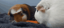 two guinea pigs are eating a carrot together on a blanket