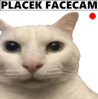 a white cat with the words placek facecam written above it