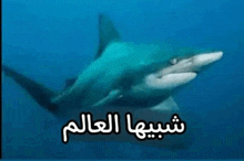 a shark is swimming in the ocean with arabic writing on it