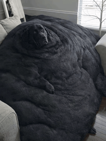 a black dog is laying on a black blanket on a couch