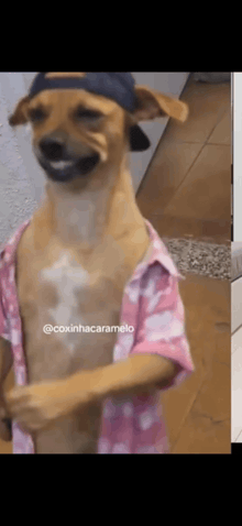 a dog wearing a pink shirt and a hat is standing in a room .