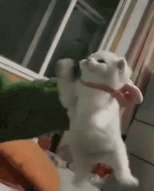 a white cat wearing a pink bow tie is standing on its hind legs .