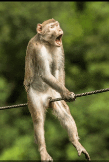 a monkey is standing on a wire with its mouth wide open