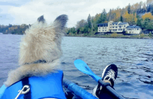 a dog sitting in a blue kayak looking out over a lake