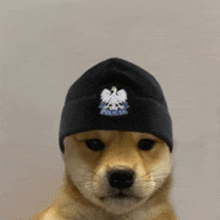 a dog is wearing a black beanie with an eagle on it .