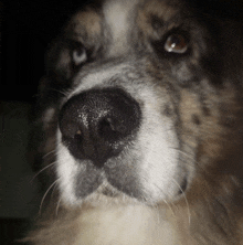 a close up of a dog 's face with a black nose