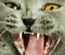 a close up of a cat 's face with its mouth open and its tongue sticking out .