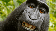 a close up of a monkey taking a selfie in the woods .