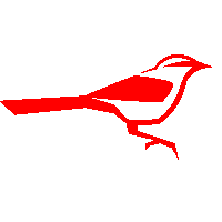 a red and white bird with a long tail is against a white background