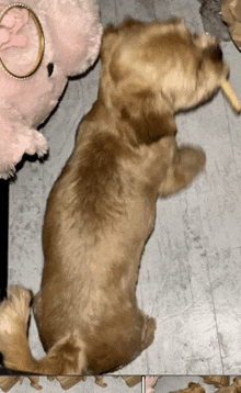 a dog is laying on the floor next to a stuffed pig