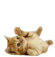 a kitten is laying on its back with its paw up