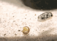 a small fish is swimming next to a small snail on the sand .