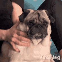 a pug dog is being petted by a person with the words viralhog written on the bottom