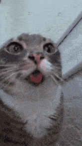 a close up of a cat 's face with its mouth wide open