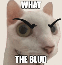 a white cat with black eyebrows and the words what the blud