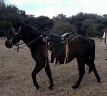 a horse with a saddle is walking in a field .