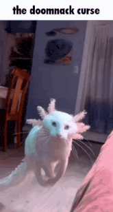 a white cat with a blue axolotl on its head .