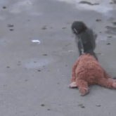 two monkeys are playing with a teddy bear on the ground