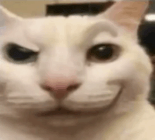 a close up of a white cat making a funny face with its eyes closed .