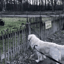 a dog on a leash is standing in front of a wooden fence with a sign that says " no dogs "