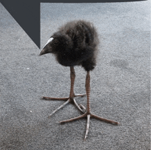 a small black bird with a white beak is standing on a carpet