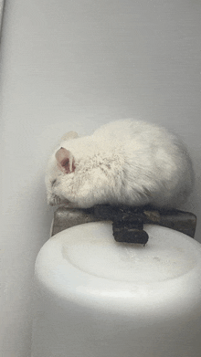 a white cat is laying on a white container