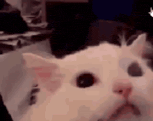 a close up of a white cat laying on a bed looking at the camera .