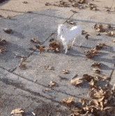 a white goat standing on a sidewalk surrounded by leaves