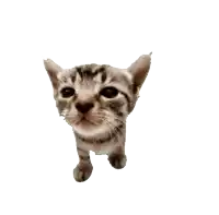 a small kitten is looking up at the camera with a white background