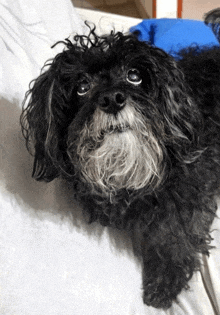 a black and white dog laying on a bed