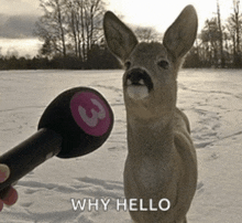 a deer is standing in the snow looking at a person holding a microphone and says why hello