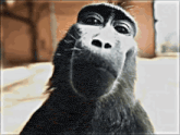 a close up of a monkey 's face making a funny face