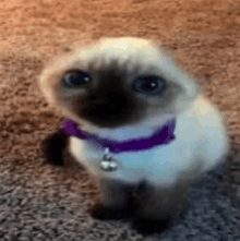 a cat wearing a purple collar and a bell is standing on a carpet .