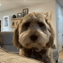 a small dog sitting on a couch with a tag that says ' amanda ' on it