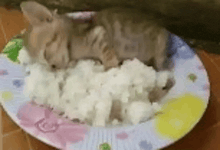 a kitten is laying on top of a plate of rice .