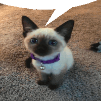 a kitten wearing a purple collar and a bell