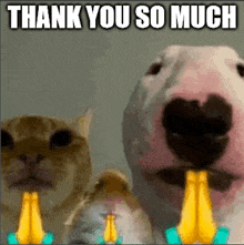 a dog and a cat are praying with candles in their mouths and a thank you so much message .