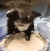 a blurred image of a cat sitting on top of a pie