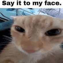 a close up of a cat 's face with the words `` say it to my face '' written on it .