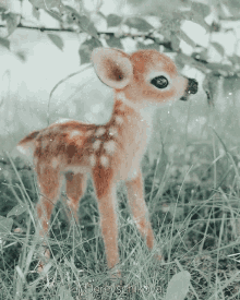 a baby deer is standing in the grass with the name andreyshikova written on the bottom