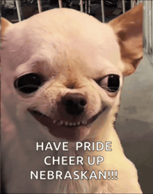 a picture of a chihuahua with a caption that says have pride cheer up nebraskan