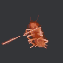 Cocaracha Xd GIF