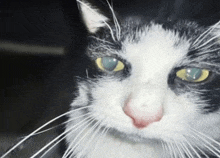 a black and white cat with yellow eyes and white whiskers