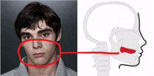 a picture of a man 's face next to a diagram of a man 's mouth