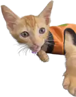 a kitten wearing an orange vest with a purple collar